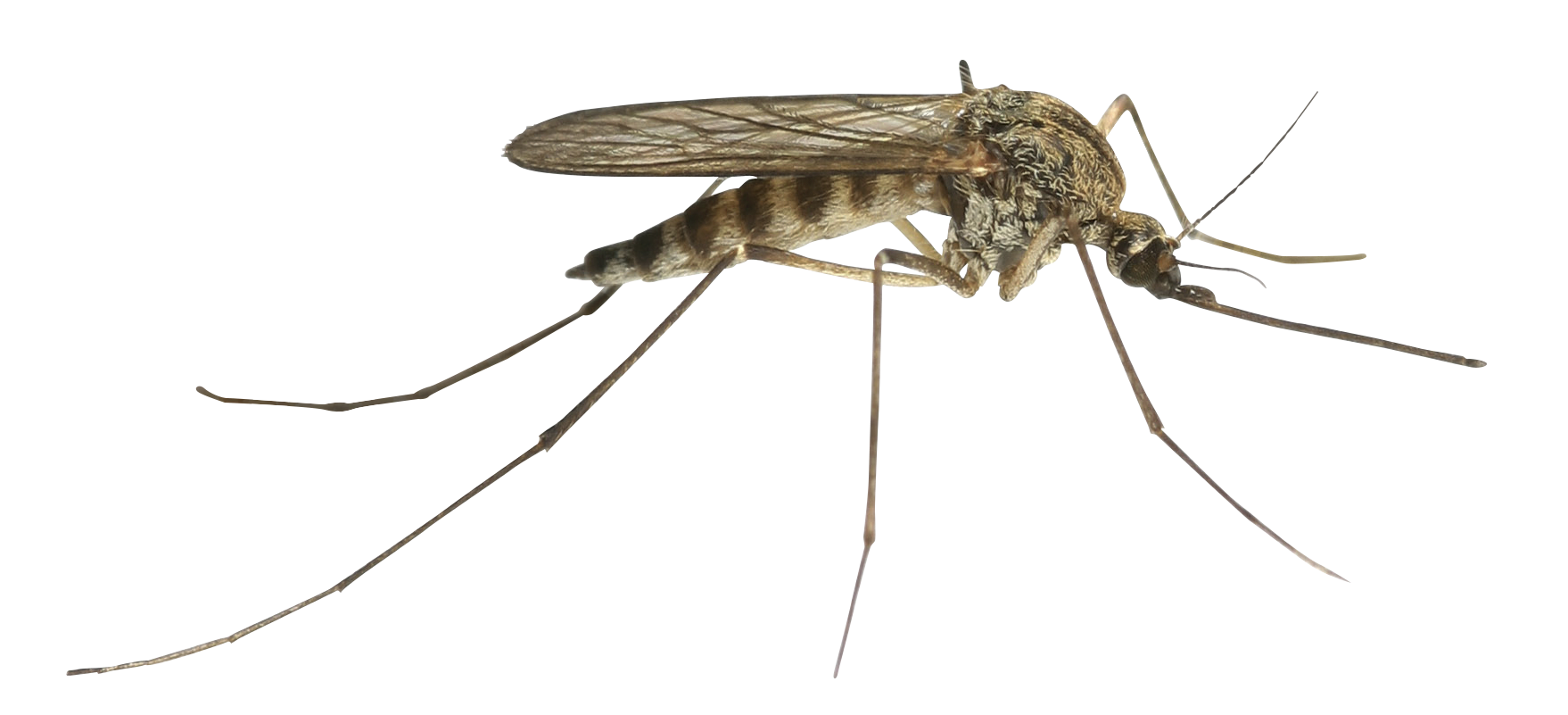 Уничтожение комаров