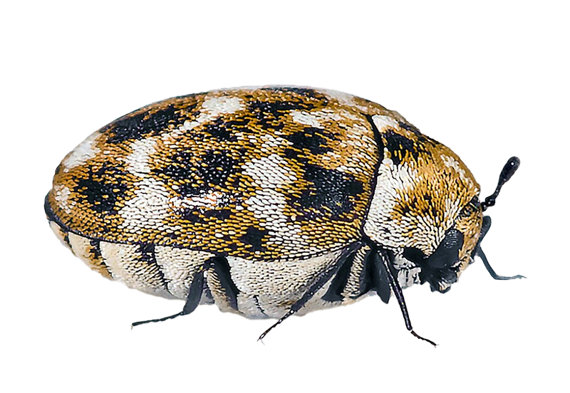 Обработка от жука-кожееда