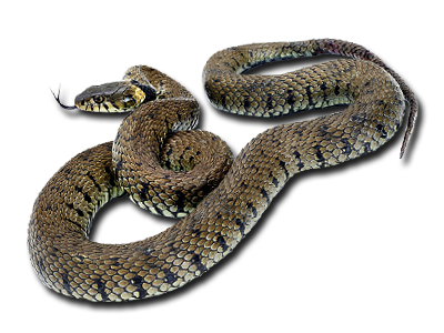 Уничтожение змей