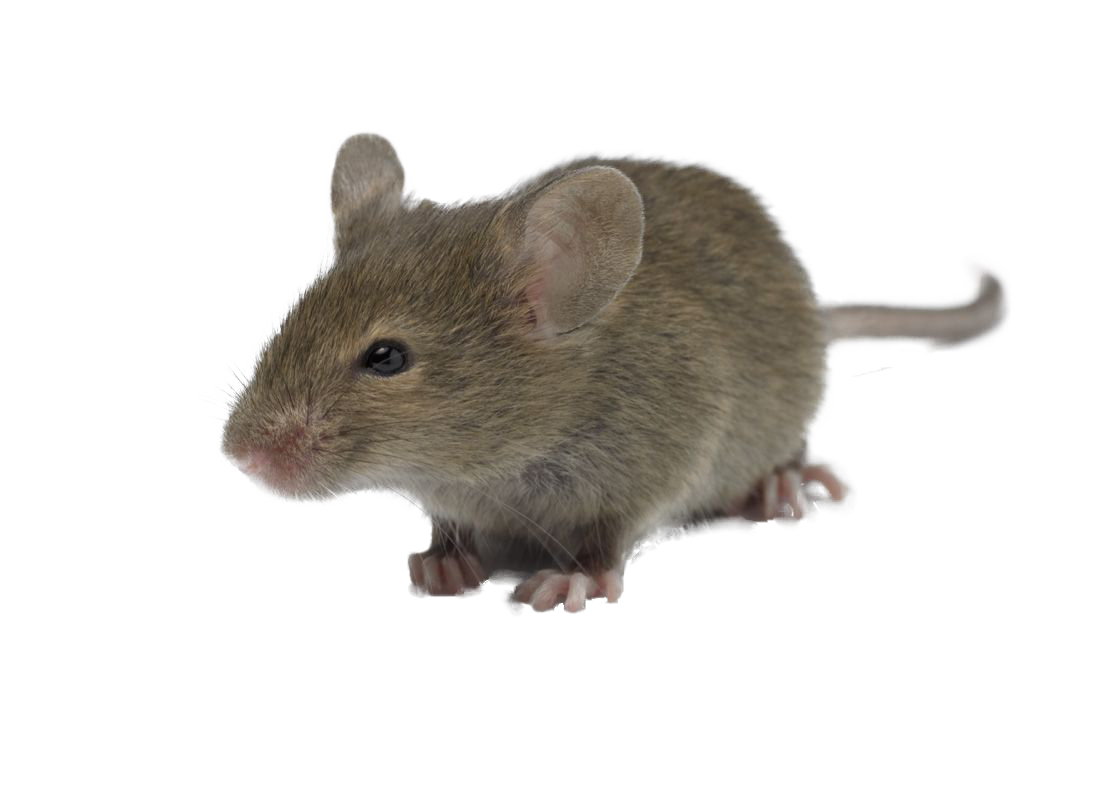 Уничтожение мышей